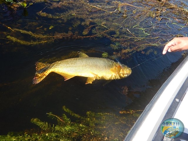 PIRA LODGE - Pantanal Argentino - Temporada 2.016